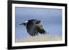 Mountain Caracara taking off, Laguna Canapa, Altiplano, Bolivia-Bernard Castelein-Framed Photographic Print