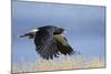 Mountain Caracara taking off, Laguna Canapa, Altiplano, Bolivia-Bernard Castelein-Mounted Photographic Print