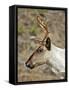 Mountain Caribou Migrating in Early Spring in the Cariboo Mts of B.C-Richard Wright-Framed Stretched Canvas