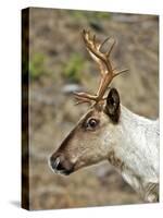 Mountain Caribou Migrating in Early Spring in the Cariboo Mts of B.C-Richard Wright-Stretched Canvas