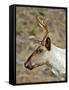 Mountain Caribou Migrating in Early Spring in the Cariboo Mts of B.C-Richard Wright-Framed Stretched Canvas