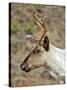 Mountain Caribou Migrating in Early Spring in the Cariboo Mts of B.C-Richard Wright-Stretched Canvas