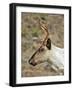 Mountain Caribou Migrating in Early Spring in the Cariboo Mts of B.C-Richard Wright-Framed Photographic Print