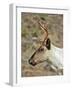 Mountain Caribou Migrating in Early Spring in the Cariboo Mts of B.C-Richard Wright-Framed Photographic Print