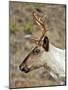 Mountain Caribou Migrating in Early Spring in the Cariboo Mts of B.C-Richard Wright-Mounted Photographic Print