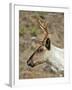 Mountain Caribou Migrating in Early Spring in the Cariboo Mts of B.C-Richard Wright-Framed Photographic Print