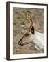 Mountain Caribou Migrating in Early Spring in the Cariboo Mts of B.C-Richard Wright-Framed Photographic Print