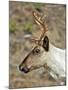 Mountain Caribou Migrating in Early Spring in the Cariboo Mts of B.C-Richard Wright-Mounted Photographic Print