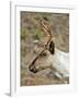 Mountain Caribou Migrating in Early Spring in the Cariboo Mts of B.C-Richard Wright-Framed Photographic Print