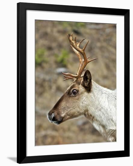 Mountain Caribou Migrating in Early Spring in the Cariboo Mts of B.C-Richard Wright-Framed Photographic Print