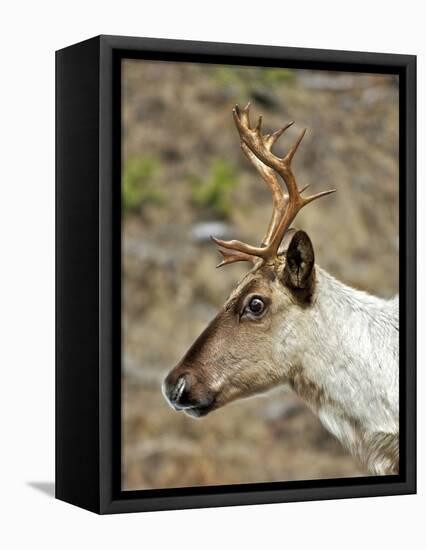 Mountain Caribou Migrating in Early Spring in the Cariboo Mts of B.C-Richard Wright-Framed Stretched Canvas