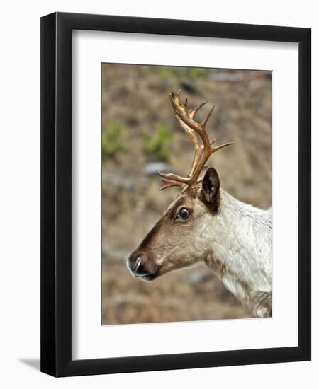 Mountain Caribou Migrating in Early Spring in the Cariboo Mts of B.C-Richard Wright-Framed Premium Photographic Print