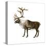 Mountain Caribou (Rangifer Montanus), Mammals-Encyclopaedia Britannica-Stretched Canvas