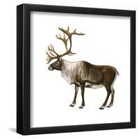 Mountain Caribou (Rangifer Montanus), Mammals-Encyclopaedia Britannica-Framed Poster