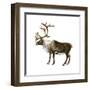 Mountain Caribou (Rangifer Montanus), Mammals-Encyclopaedia Britannica-Framed Art Print