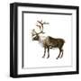 Mountain Caribou (Rangifer Montanus), Mammals-Encyclopaedia Britannica-Framed Art Print