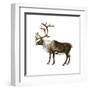 Mountain Caribou (Rangifer Montanus), Mammals-Encyclopaedia Britannica-Framed Art Print