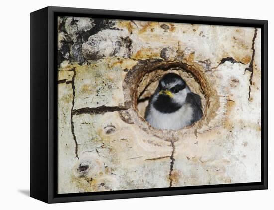 Mountain Chickadee in Aspen Tree, Rocky Mountain National Park, Colorado, USA-Rolf Nussbaumer-Framed Stretched Canvas