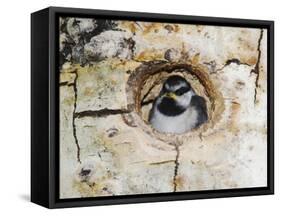 Mountain Chickadee in Aspen Tree, Rocky Mountain National Park, Colorado, USA-Rolf Nussbaumer-Framed Stretched Canvas