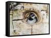 Mountain Chickadee in Aspen Tree, Rocky Mountain National Park, Colorado, USA-Rolf Nussbaumer-Framed Stretched Canvas