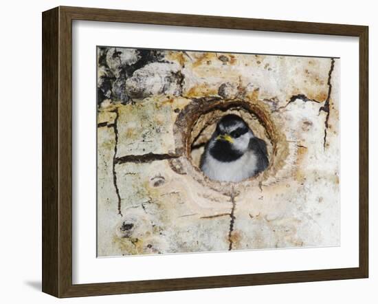 Mountain Chickadee in Aspen Tree, Rocky Mountain National Park, Colorado, USA-Rolf Nussbaumer-Framed Photographic Print