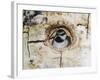 Mountain Chickadee in Aspen Tree, Rocky Mountain National Park, Colorado, USA-Rolf Nussbaumer-Framed Photographic Print