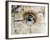 Mountain Chickadee in Aspen Tree, Rocky Mountain National Park, Colorado, USA-Rolf Nussbaumer-Framed Photographic Print