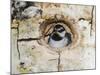 Mountain Chickadee in Aspen Tree, Rocky Mountain National Park, Colorado, USA-Rolf Nussbaumer-Mounted Photographic Print