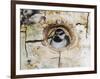 Mountain Chickadee in Aspen Tree, Rocky Mountain National Park, Colorado, USA-Rolf Nussbaumer-Framed Photographic Print