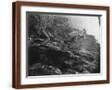 Brown Frame