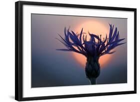 Mountain Cornflower (Centaurea Montana) with the Sun Behind It, Liechtenstein, July 2009-Giesbers-Framed Photographic Print