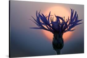 Mountain Cornflower (Centaurea Montana) with the Sun Behind It, Liechtenstein, July 2009-Giesbers-Stretched Canvas