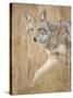 Mountain Coyote, Canis Latrans Lestes, Grand Teton National Park, Wyoming-Maresa Pryor-Stretched Canvas