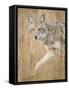 Mountain Coyote, Canis Latrans Lestes, Grand Teton National Park, Wyoming-Maresa Pryor-Framed Stretched Canvas