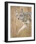 Mountain Coyote, Canis Latrans Lestes, Grand Teton National Park, Wyoming-Maresa Pryor-Framed Photographic Print