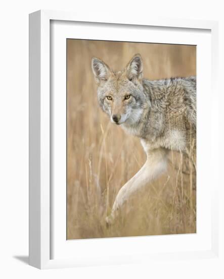 Mountain Coyote, Canis Latrans Lestes, Grand Teton National Park, Wyoming-Maresa Pryor-Framed Photographic Print