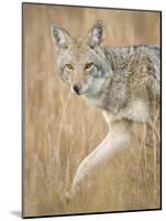 Mountain Coyote, Canis Latrans Lestes, Grand Teton National Park, Wyoming-Maresa Pryor-Mounted Photographic Print