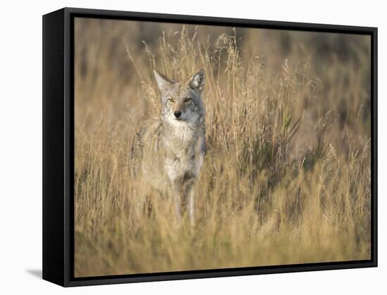 Mountain Coyote, Canis Latrans Lestes, Grand Teton National Park, Wyoming-Maresa Pryor-Framed Stretched Canvas