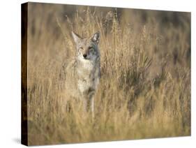 Mountain Coyote, Canis Latrans Lestes, Grand Teton National Park, Wyoming-Maresa Pryor-Stretched Canvas