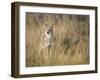 Mountain Coyote, Canis Latrans Lestes, Grand Teton National Park, Wyoming-Maresa Pryor-Framed Photographic Print