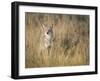 Mountain Coyote, Canis Latrans Lestes, Grand Teton National Park, Wyoming-Maresa Pryor-Framed Photographic Print