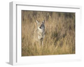 Mountain Coyote, Canis Latrans Lestes, Grand Teton National Park, Wyoming-Maresa Pryor-Framed Photographic Print