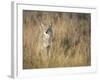 Mountain Coyote, Canis Latrans Lestes, Grand Teton National Park, Wyoming-Maresa Pryor-Framed Photographic Print