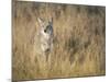 Mountain Coyote, Canis Latrans Lestes, Grand Teton National Park, Wyoming-Maresa Pryor-Mounted Photographic Print