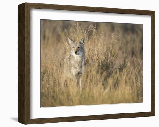 Mountain Coyote, Canis Latrans Lestes, Grand Teton National Park, Wyoming-Maresa Pryor-Framed Premium Photographic Print