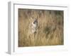 Mountain Coyote, Canis Latrans Lestes, Grand Teton National Park, Wyoming-Maresa Pryor-Framed Premium Photographic Print