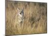Mountain Coyote, Canis Latrans Lestes, Grand Teton National Park, Wyoming-Maresa Pryor-Mounted Premium Photographic Print
