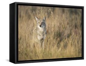 Mountain Coyote, Canis Latrans Lestes, Grand Teton National Park, Wyoming-Maresa Pryor-Framed Stretched Canvas