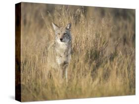 Mountain Coyote, Canis Latrans Lestes, Grand Teton National Park, Wyoming-Maresa Pryor-Stretched Canvas
