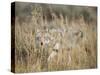 Mountain Coyote, Canis latrans Lestes, Grand Teton National Park, Wyoming-Maresa Pryor-Stretched Canvas